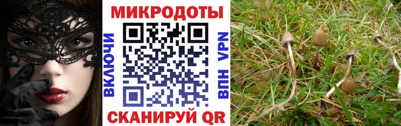 где можно купить   Таштагол  Галлюциногенные грибы мухоморы 